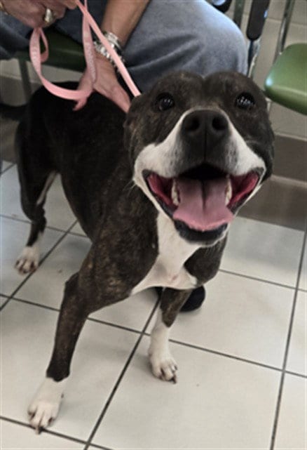 Photo of Tam, adoptable American Pit Bull Terrier in Derwood, Maryland