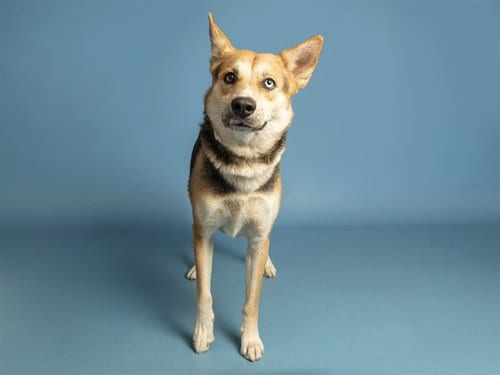 Photo of Taz, adoptable Husky in Phoenix, Arizona