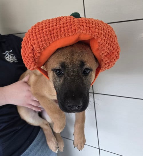 Photo of Harlow, adoptable Unknown breed in Rancho Santa Fe, California