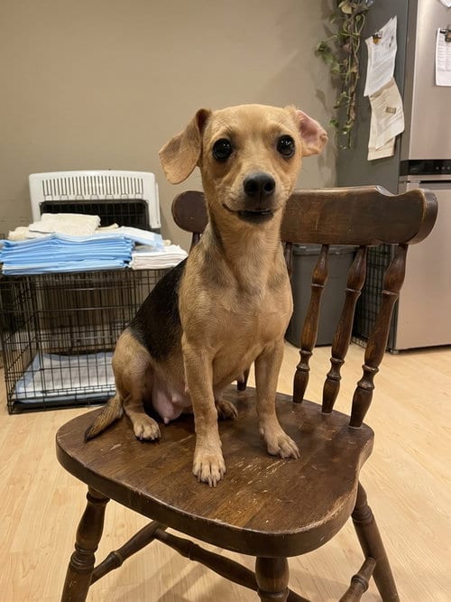 Photo of Petals, adoptable Chihuahua in Vail, Arizona