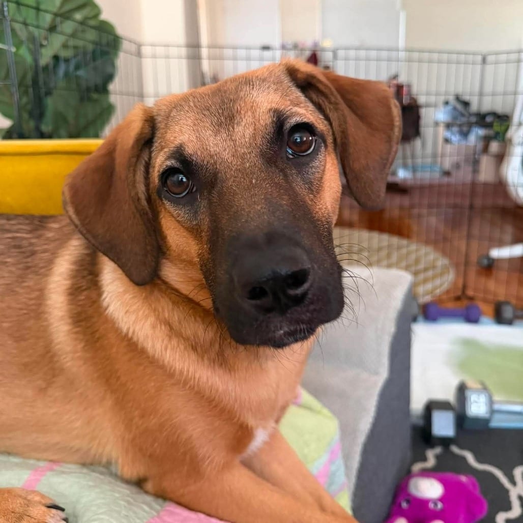 Photo of Elaine, adoptable Terrier, American Staffordshire / Mixed Breed (Medium) in Whitestone, New York