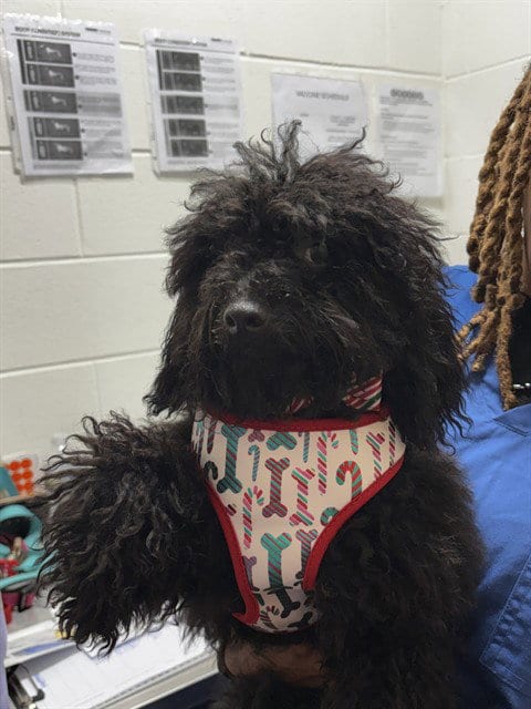 Photo of Milo, adoptable Poodle (Miniature) in Forestville, Maryland