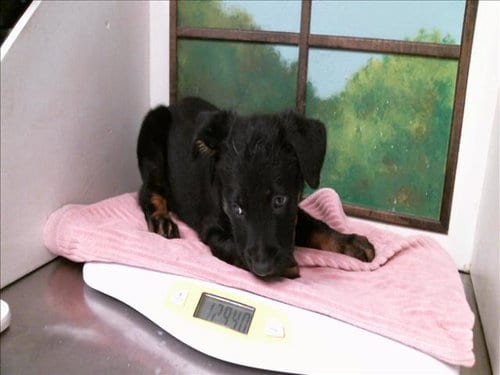 Photo of Mateo, adoptable German Shepherd Dog in Houston, Texas