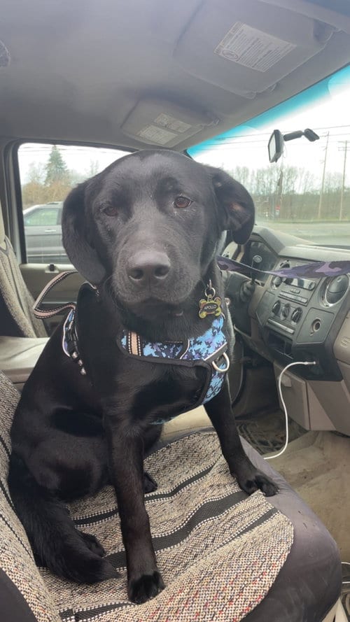 Photo of Apollo, adoptable Labrador Retriever in St Helens, Oregon