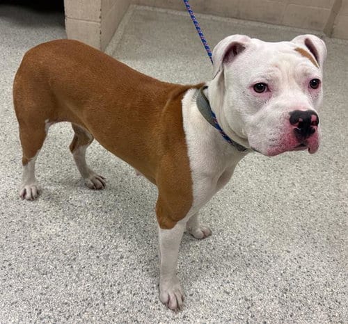 Photo of Foxy, adoptable Pit Bull Terrier in Conroe, Texas