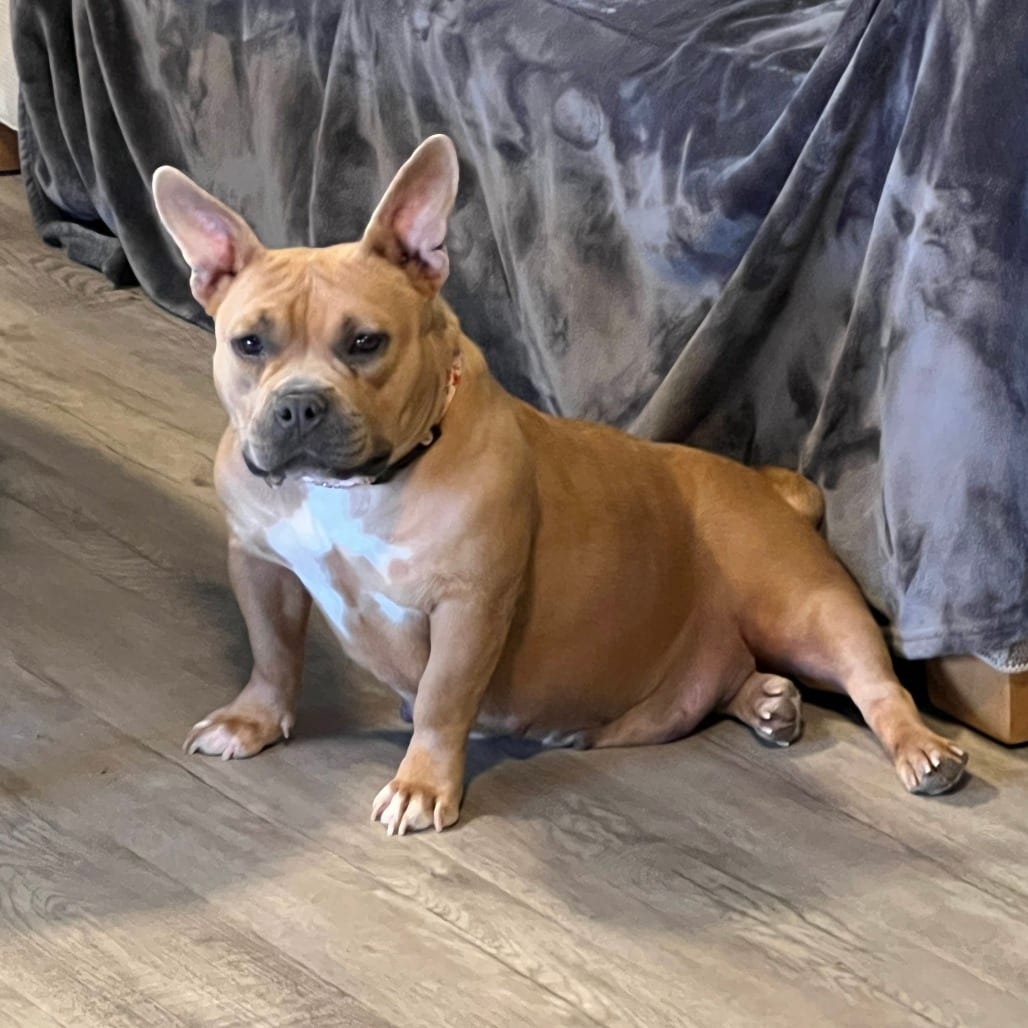 Photo of Hope, adoptable Terrier, American Staffordshire / Mixed Breed (Medium) in California, California