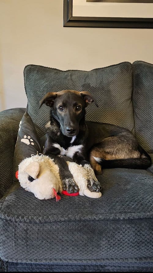 Photo of Buddy, adoptable Mountain Cur in Willingboro, New Jersey