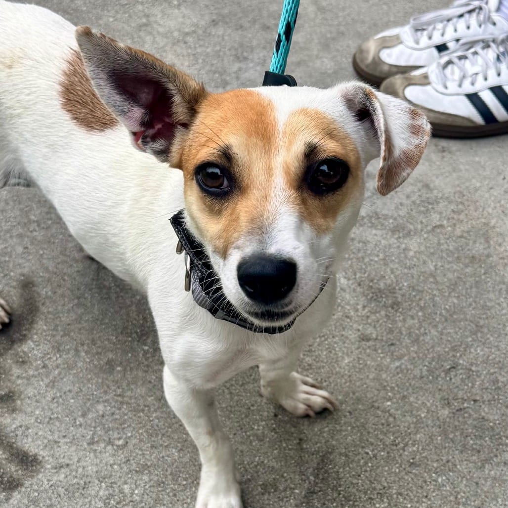 Photo of Cassie Mckay - City of Industry Location, adoptable Terrier, Jack Russell / Mix