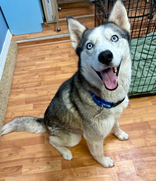 Photo of Skye, adoptable Siberian Husky in Cedar Crest, New Mexico