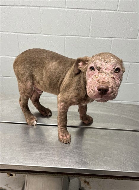 Photo of Butter Bean, adoptable Pit Bull Terrier in Augusta, Georgia
