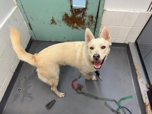 Photo of Polo, adoptable Siberian Husky in Antioch, California