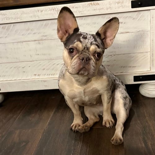 Photo of Remy, adoptable French Bulldog in Dallas, Texas