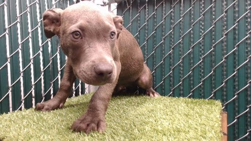 Photo of Dusty, adoptable Pit Bull Terrier in Downey, California