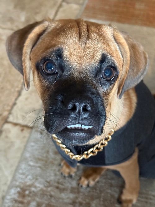 Photo of Forrest II, adoptable Boxer in Austin, Texas