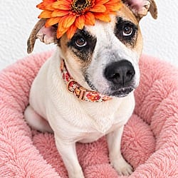 Photo of Lab, red heeler mix, adoptable Labrador Retriever Australian Cattle Dog in Mt. Laurel, New Jersey
