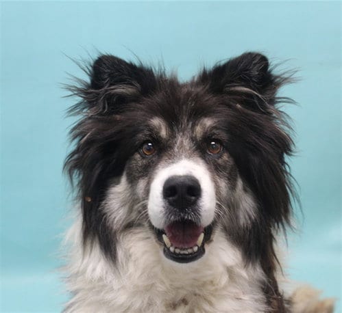 Photo of Sage, adoptable Australian Shepherd in Fort Collins, Colorado