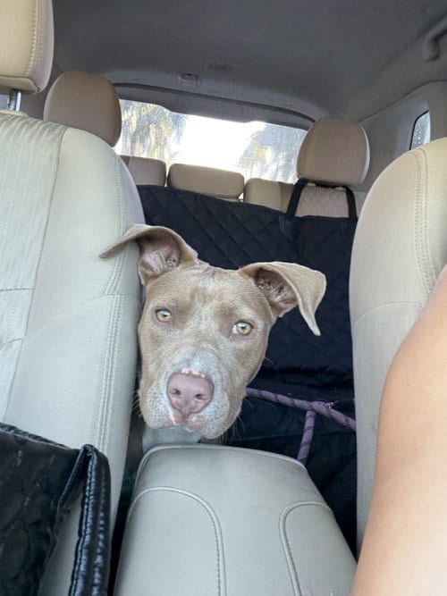 Photo of Mila, adoptable Pit Bull Terrier in Miami, Florida