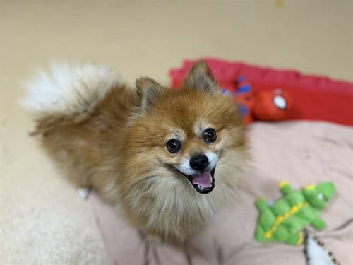 Photo of Fluffy, adoptable Pomeranian in Chula Vista, California