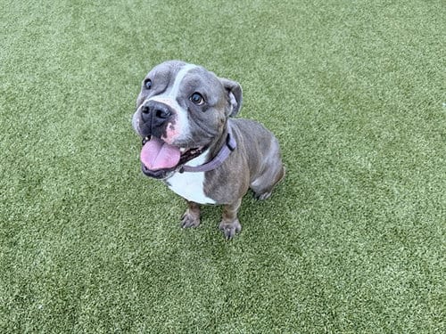 Photo of Ruger, adoptable Pit Bull Terrier in Garland, Texas
