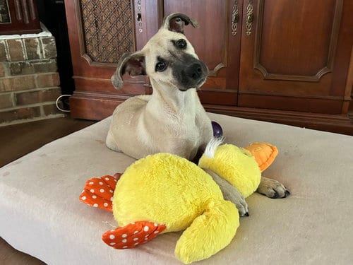 Photo of Dakota, adoptable Unknown breed in Mobile, Alabama