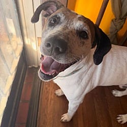Photo of Frankie, adoptable Hound (Unknown Type) Labrador Retriever in Johnston, Rhode Island