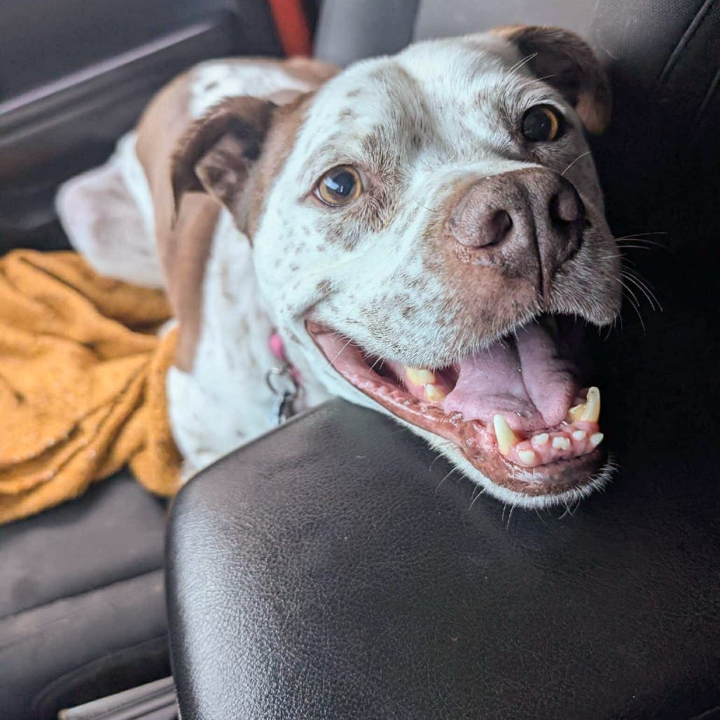 Photo of Freckles, adoptable Terrier, American Staffordshire / Mixed Breed (Medium) in Whitestone, New York