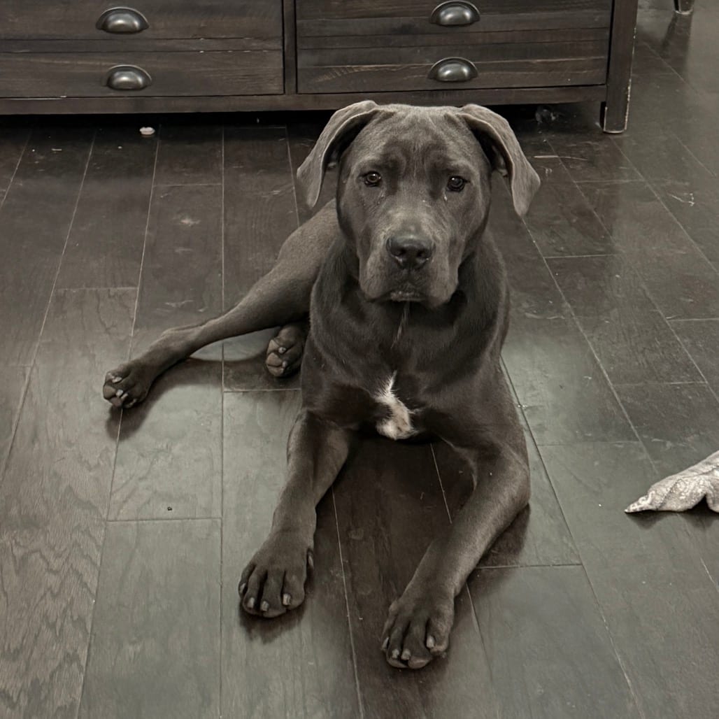 Photo of Chuck @ Foster, adoptable Mixed Breed (Medium) in Summerville, South Carolina