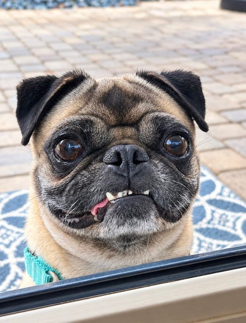 Photo of Chato, adoptable Pug in San Diego, California
