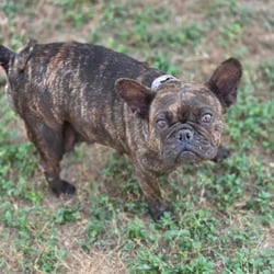 Photo of Lucy Goosey PF, adoptable French Bulldog in Hartford, Connecticut