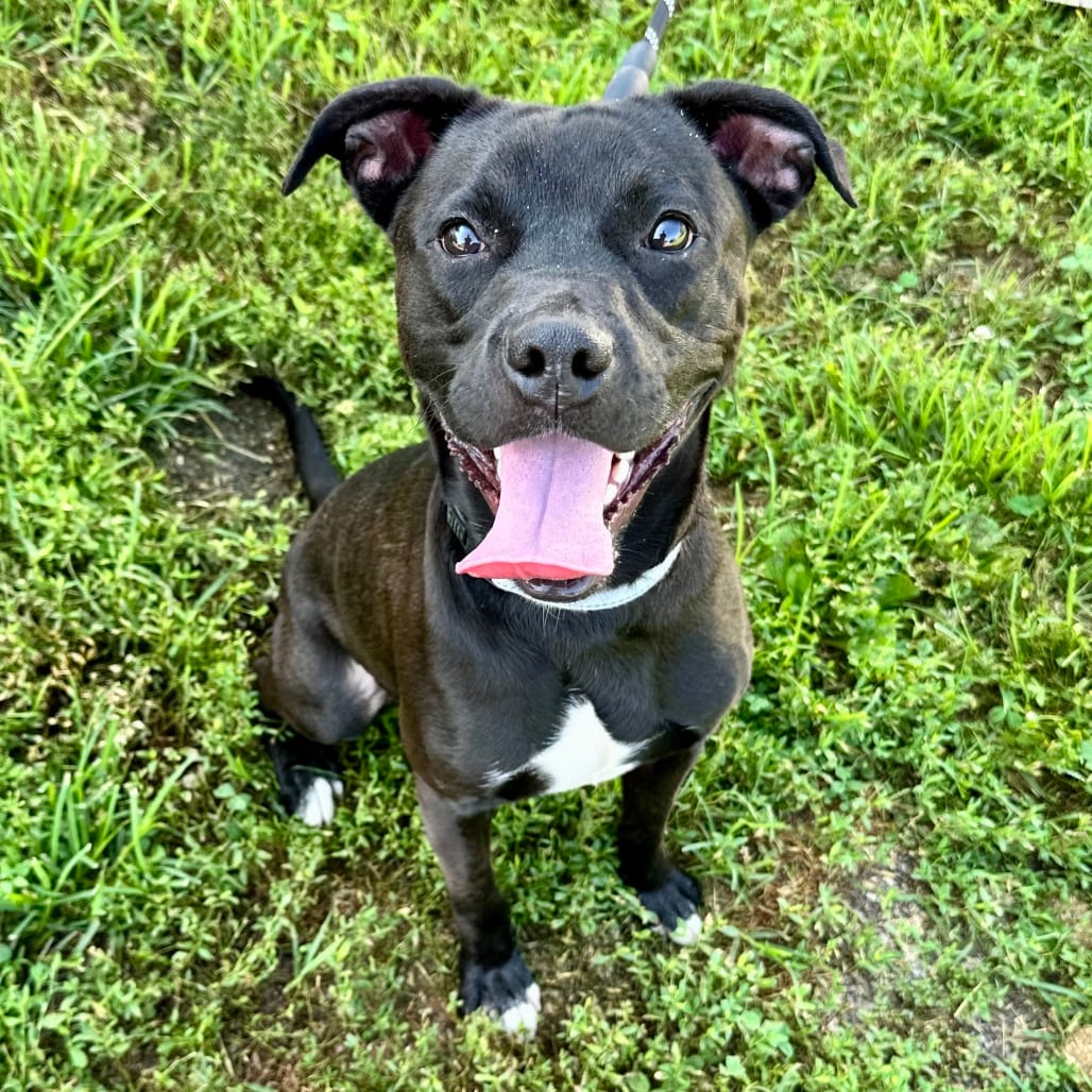Photo of Rojo PR Crate, adoptable Mixed Breed (Medium) in Union, Missouri