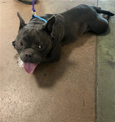 Photo of Franco, adoptable French Bulldog in Van Nuys, California