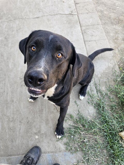 Photo of A171407, adoptable Labrador Retriever in Bakersfield, California