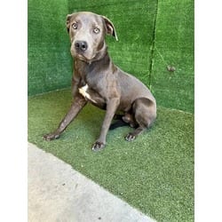 Photo of Bluey, adoptable American Pit Bull Terrier in Lancaster, California