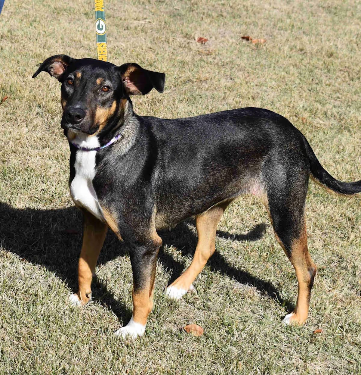 Photo of Chloe, adoptable Mixed Breed (Medium) in Searcy, Arkansas