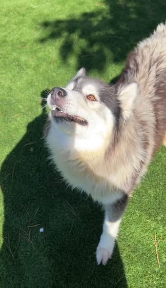 Photo of Porkchop, adoptable Siberian Husky in San Bernardino, California