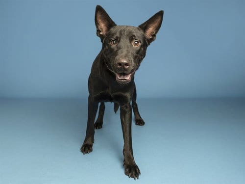 Photo of Tucker, adoptable German Shepherd Dog in Phoenix, Arizona