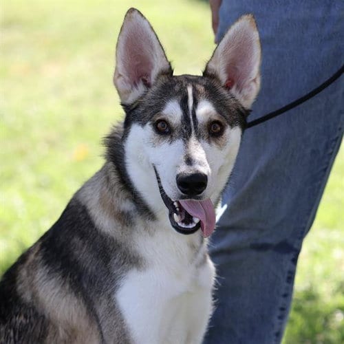 Photo of Seth, adoptable Siberian Husky in Modesto, California