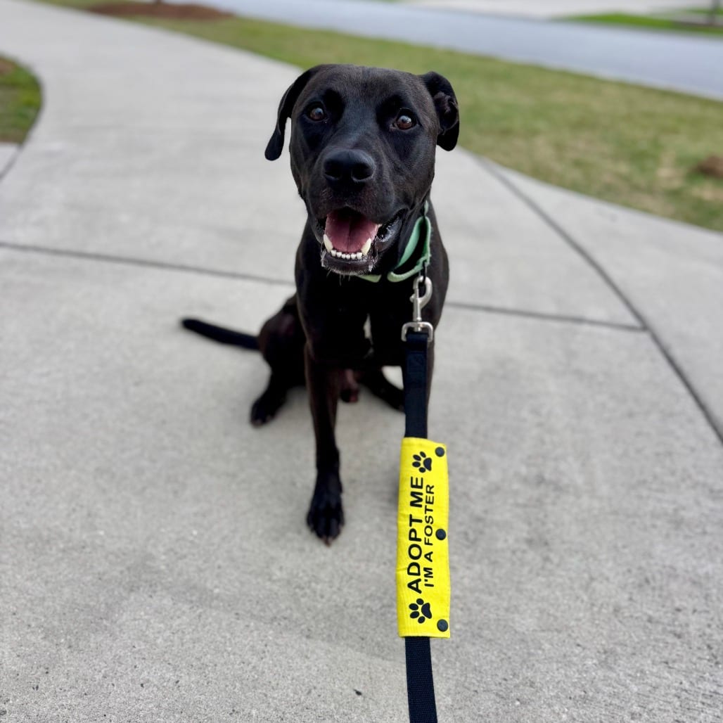 Photo of Wizard @ Foster, adoptable Mixed Breed (Medium) in Summerville, South Carolina
