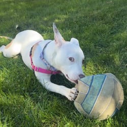 Photo of Maple, adoptable American Pit Bull Terrier Mixed Breed (Medium) in New York City, New York