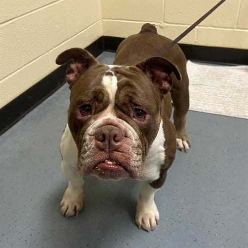 Photo of Milk Dud, adoptable English Bulldog in Denver, Colorado