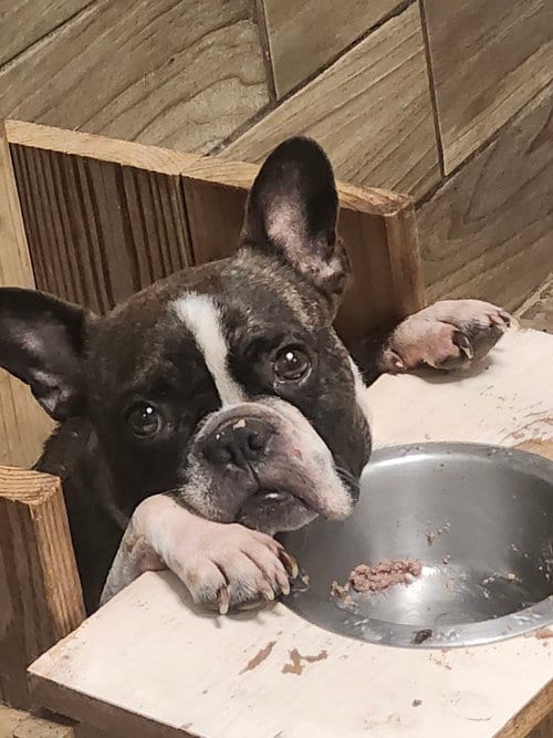 Photo of Bones, adoptable Boston Terrier in Pipe Creek, Texas