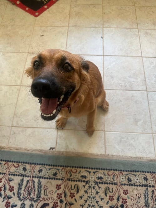 Photo of Donna, adoptable Retriever in Charlotte, North Carolina