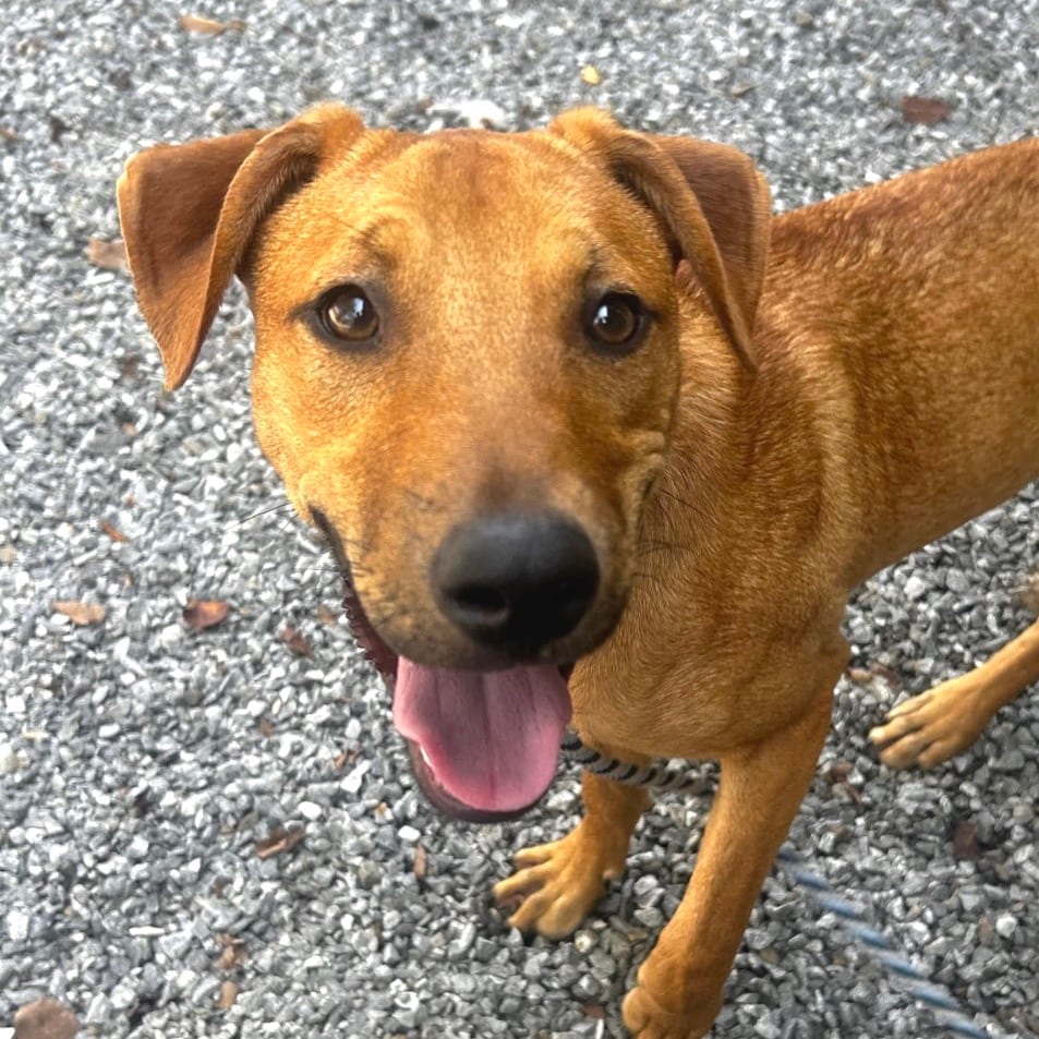 Photo of Speaker, adoptable Mixed Breed (Medium)