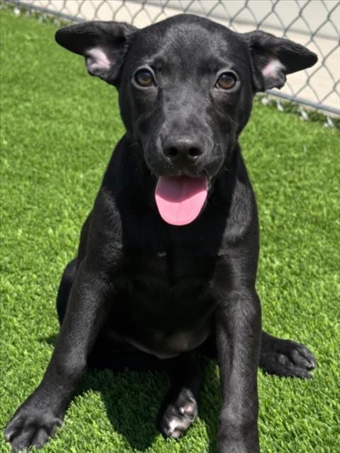 Photo of Pearl, adoptable Pit Bull Terrier in Texas City, Texas