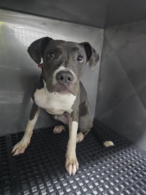 Photo of Amber, adoptable Mixed Breed