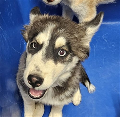 Photo of Annie Sue, adoptable Husky in Bakersfield, California