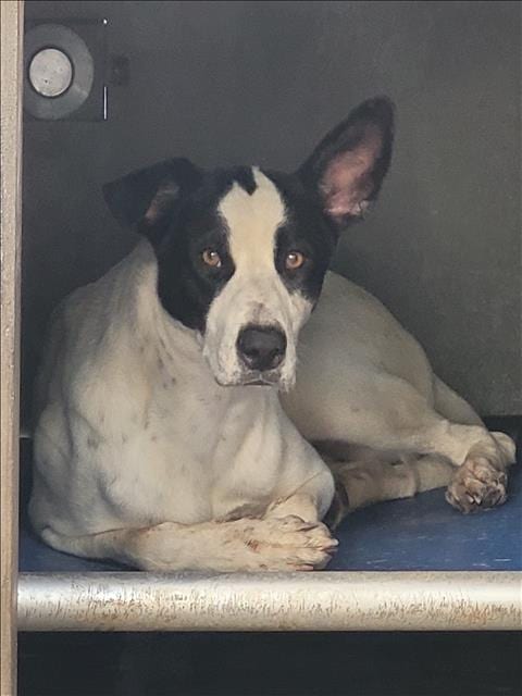 Photo of Raven, adoptable Australian Cattle Dog/Blue Heeler in Van Nuys, California