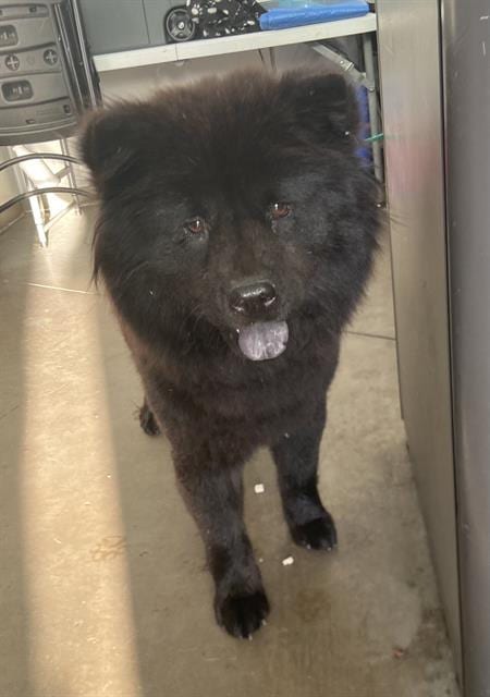 Photo of Jazzy, adoptable Chow Chow in Dallas, Texas