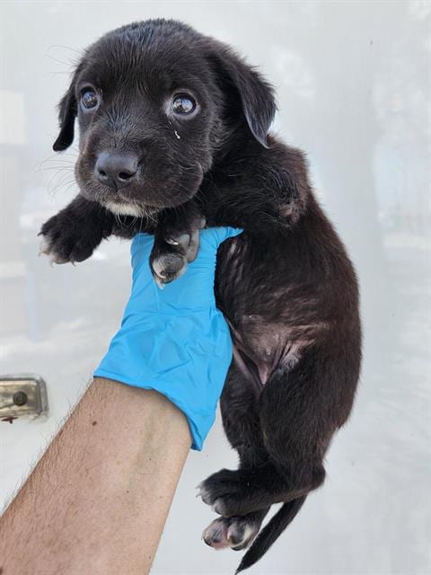 Photo of Shadow, adoptable Labrador Retriever in San Antonio, Texas