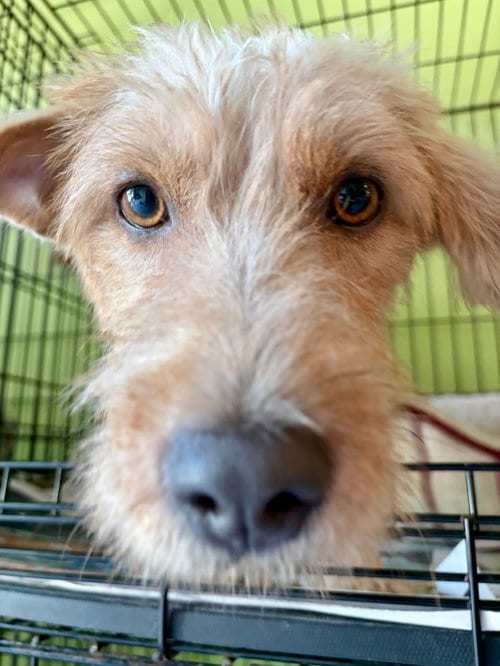 Photo of Dulce, adoptable Wirehaired Fox Terrier in Washington, District of Columbia